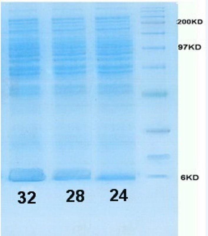 SDS-PAGE gel of rhIGF-1 expression in shaking flasks experiment:
