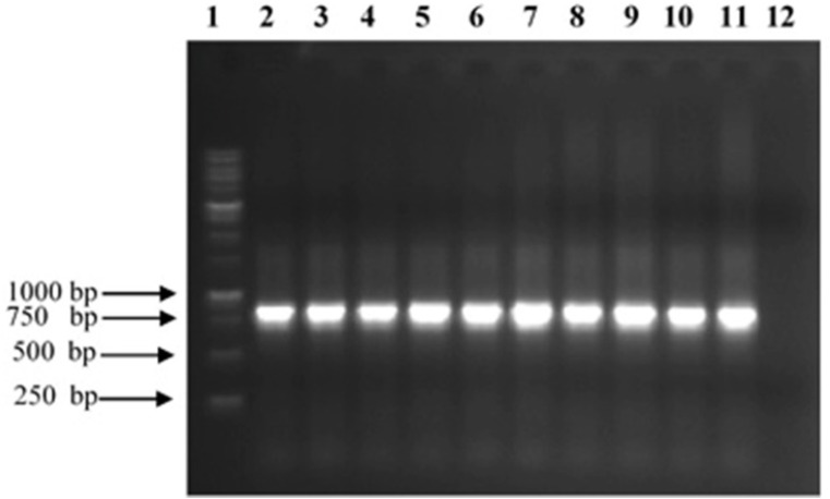 Analysis of PCR products of TNF-α binder clones from Tomlinson I phage display library. The 10 scFv genes were amplified by specific pHEN primers and analyzed on a 1% (w/v) agarose gel. 1:1 kb ladder; 2–11: selected clones reacting with TNF-α; 12: Negative control