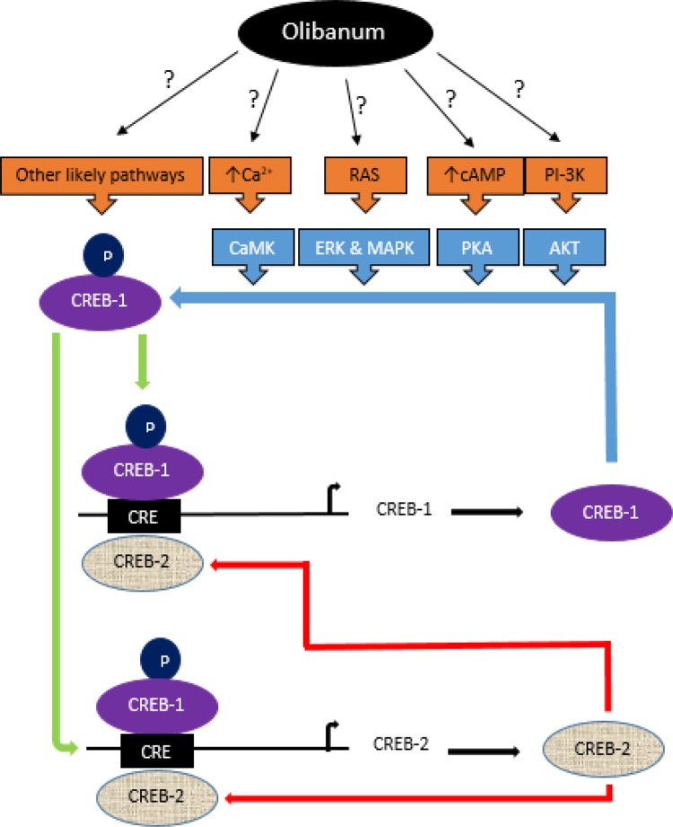 A putative model of positive and negative loops in the regulation of CREB-1 and CREB-2 expression and likely pathways by which Olibanum could control these loops. CREB-1, main memory transcription factor, regulates the expression of several genes such as its own and CREB-2 by binding to CRE sequences in the promoter of genes. To be activated, CREB-1 should be phosphorylated by kinases CaMK, ERK, PKA, AKT and MAPK. Each of these kinases is belong to a pathway which activated by different extracellular signals. Activated CREB-1 induces its own as well as CREB-2 transcription in a positive-feedback loop. Increased levels of CREB-2 promote the negative-feedback loop and repress the expression of its own and CREB-1. Olibanum is able to increase the expression of CREB-1 and then CREB-2 likely via phosphorylation and activation of CREB-1. However, the precise mechanism by which Olibanum induces signaling pathways is unclear and needs further investigation