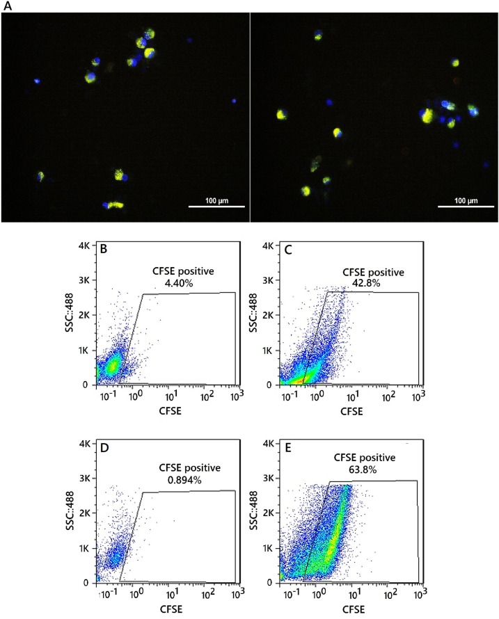 Intracellular uptake of CFSE-encapsulating nanoparticles by moDCs. (A) Fluorescent images of uptake of CFSE-encapsulating nanoparticles by moDCs. Merged DAPI and CFSE image. Nanoparticles are greenish-yellow and the nucleus is blue, nuclei stained with Hoechst 33258. Scale bars represent 100μM. Flow cytometry analysis of moDCs encapsulated the CFSE labeled nanoparticles. (B andD) CFSE-positive moDCs were not exposed to the nanoparticle and gated in a CFSE-(FL1) dot plot (Day 0). (C) CFSE-positive moDCs were exposed to the nanoparticle (12 h after the exposure - percentage of positive cell: 42.8%). (E) CFSE-positive moDCs were exposed to the nanoparticle (24 h after the exposure - percentage of positive cell: 63.8%)