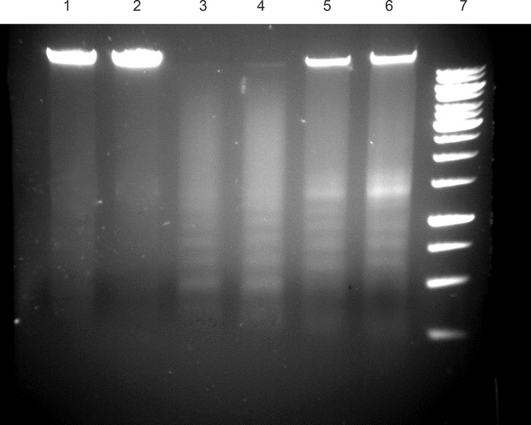 DNA fragmentation in ICD-85 treated cells. untreated cells (Lane 1, 2), cells treated with 8 μg/mL camptothecin (Lane 3 ), cells treated with 4 μg/mL camptothecin (Lane 4), cells treated with 0.04 μg/mL ICD-85 (Lane 5), cells treated with 4 μg/mL ICD-85 (Lane 6), marker 1Kb (lane 7).