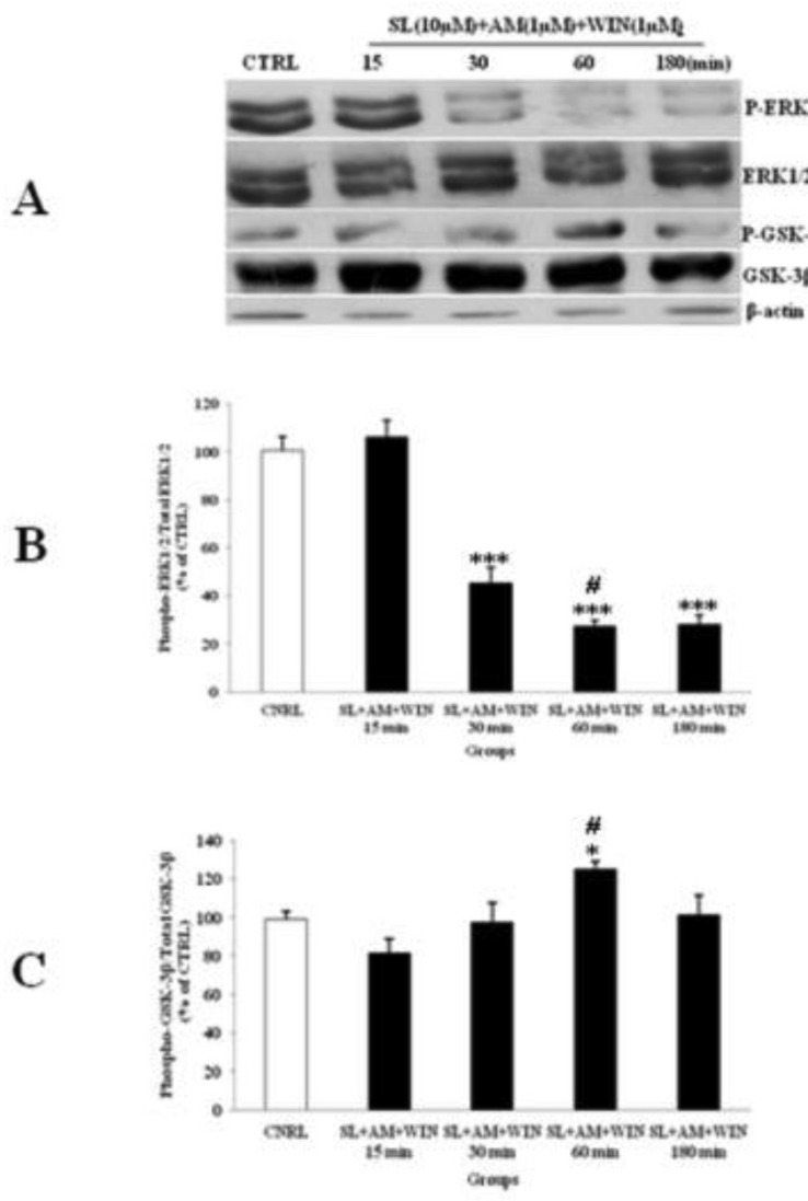 The effect of SL327 (SL) pre-treated to WIN 55, 212-2 (WIN) and AM251 (AM) on the phosphorylated-ERK1/2 (p-ERK1/2), total ERK1/2, phosphorylated-GSK-3β (p-GSK-3β) and total GSK-3β expression in cerebellar granular cells (CGNs). CGNs were pre-treated with SL (10 µM), 30 min before added WIN (1 µM) and AM (1 µM), and the cell lysates were prepared after 15, 30, 60 and 180 minutes. The protein expression was analyzed by western blotting. The p-ERK1/2 and ERK1/2 expression (A and B), and the p-GSK-3β and GSK-3β expression (A and C), were evaluated. The protein expression was normalized to β-actin as internal control (CTRL). The band intensity was measured and presented as the percent of un-treated cells (CTRL). All data were presented as Mean ± SD. Statistically significant values are presented as follows: *** p < 0.001, ** p < 0.01 and * p < 0.05, compared to CTRL; # p < 0.05, compared the 30 to 60 min exposure