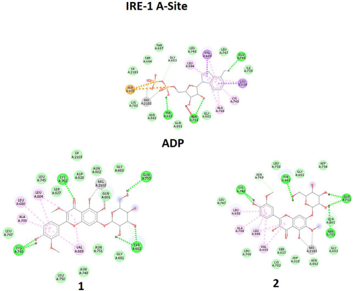 Molecular docking simulation of ligands 1-2, and Adenosine diphosphate (ADP) with A-site of the IRE1 target enzyme with Protein Data Bank ID of 3LJ0. Ligand structures were optimized to the minimum energy by the Gaussian 09 program under the B3LYP/3-21G* standard theoretical level of density functional theory. The grid box has been set to 40 × 40 × 40 once for docking of A-Site with assigned 100 numbers of genetic algorithm conformational search for each docking process
