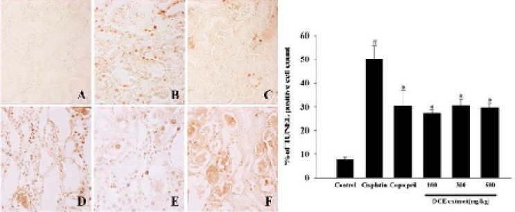 Effect of Dendrobium nobile Lindl extracts (DNE) on cisplatin-induced apoptosis in kidney. TUNEL staining was hired to assess apoptosis. (A) Control; (B) cisplatin alone; (C) captopril (100 mg/kg) pretreatment; (D) DNE (100 mg/kg) pretreatment; (E) DNE (300 mg/kg) pretreatment; (F) DNE (500 mg/kg) pretreatment group. All rats given orally each compound for 28 days. On day 23, cisplatin (5 mg/kg) was injected intraperitoneally to induce acute kidney injury. The presence of TUNEL-positive cells was measured by the image analyzer. Values are expressed as mean ± SEM. *p < 0.05, a significant difference in comparison with the group treated with cisplatin alone, #p < 0.05, a significant difference in comparison with the control group