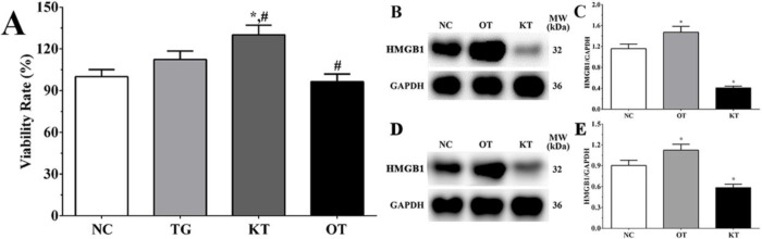 Effect of taxifolin on viability rate of H9c2 cells in each group. (A) Viability rate of H9c2 cells in each group. (B) Detection of HMGB1 in each group of cardiomyocytes. (C) Quantitative analysis of HMGB1 expression. (D) Detection of HMGB1 in each group of mice model. (E) Quantitative analysis of HMGB1 expression. *P < 0.05 vs. NC group, #P < 0.05 vs. TG group. Data was presented as a mean ± SD. Each experiment was repeated for three times independently
