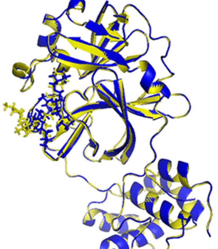 The binding sites of 6lu7 with ligand N3: native N3 (yellow), IFD-generated N3 model (blue).