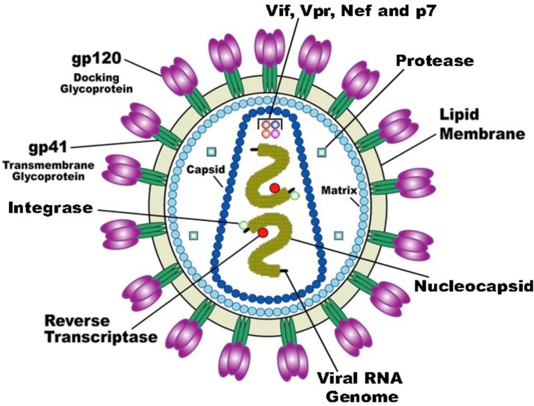 HIV-1 virion structure.