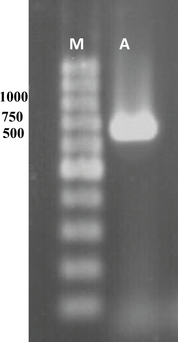 Gel analysis of PCR product. Lane M and A contain 1 Kb DNA ladder and PCR product, respectively.
