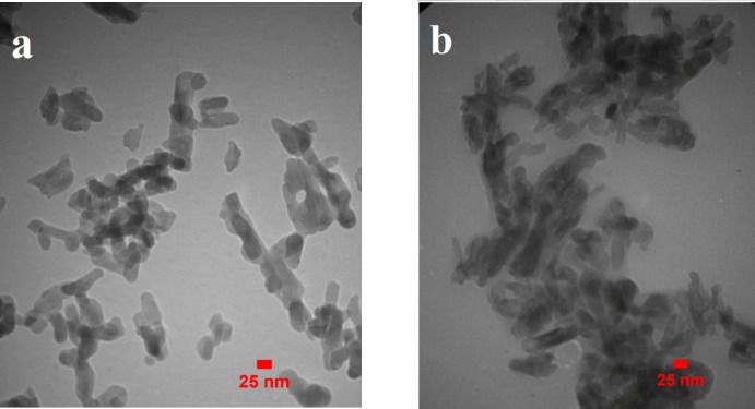 The TEM images of (a) MHANPs, (b) MHA-IBU particles