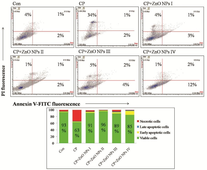 Flow cytometric analyses of apoptosis and necrosis in human lymphocytes induced by CP, alone or in combination with various concentrations of ZnO NPs using Annexin V-FITC and PI double staining.