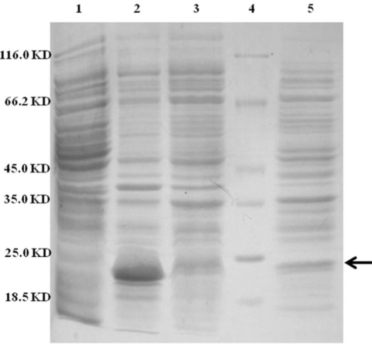 SDS-PAGE analysis of different cellular fractions of E.coli BL21(DE3) including OmpA-TRAIL. Lane1 and 2: whole cell before and after induction, respectively. Lane 3: cytoplasmic fraction after induction. Lane 4: protein marker. Lane 5: periplasmic fraction after induction. 10 µg of proteins were loaded in each lane.