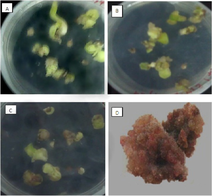 Seed germination and callus induction of O. bolbutrichum. (A) germination of seeds on free growth factor MS medium (B) appearance of callus without pigment production on MS medium with 2.10 mg.L-1 kn and 1 mg.L-1 2, 4-D. (C) pigmented and non-pigmented calli on MS medium supplement with 2.10 mg.L-1 kn and 0.2 mg.L-1 2, 4-D. (D) dye formation in liquid 1/2MS medium containing 0.2 mg.L-1 IAA