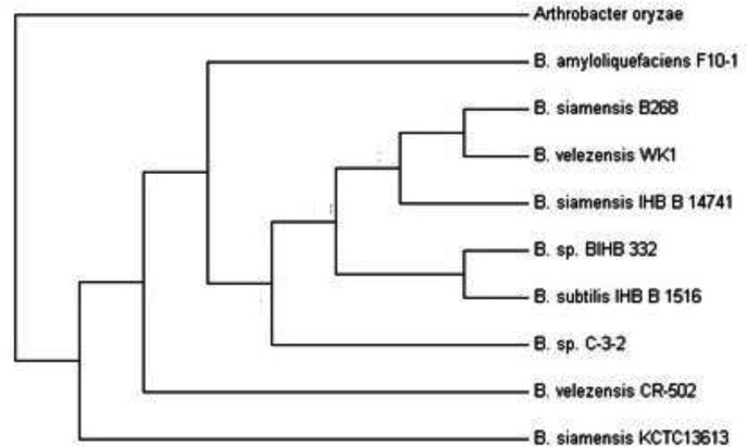 Neighbor-joining phylogenetic tree (500 bootstraps of 16S rRNA) for Bacillus velezensis CR-502 (T) isolated from iron industry wastewater