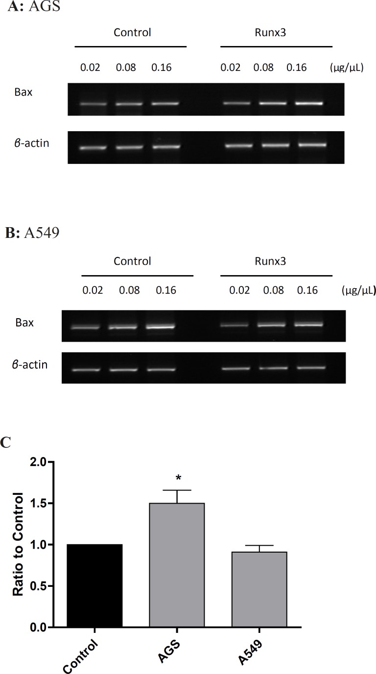 Expression of Bax gene in AGS and A549 cells Cells were transfected with Runx3 or empty vector (Control). RT-PCR was performed on 0.02, 0.08 and 0.16 μg/μL of cDNA with specific primers for Bax in (A) AGS and (B) A549 cells. (C) The gene expression was calculated as ratio to control and presented as mean ± SE of three experiments repeated twice (n = 2, *p < 0.05