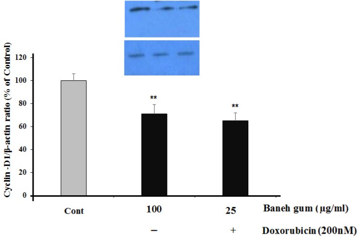 Effect of Baneh gum treatment alone and in combination with 1µg/mL doxorubicin on Cyclin-D1 down-regulation. Cells were incubated with gum alone (25 µg/mL) or in combination with doxorubicin (200 nM) for 24 h and then proteins were extracted and protein expression was assayed by western blot. Each value in graph represents the mean ± SEM band density ratio for each group; **P< 0.01 significantly different versus control treated cells. β-actin was used as an internal control