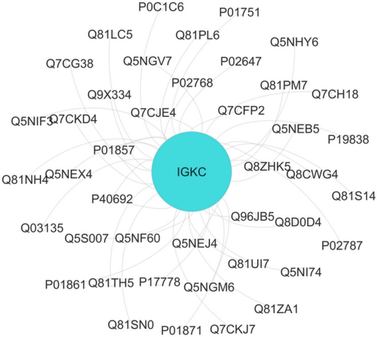 The interaction analysis of Ig kappa chain C region (IGKC) with neighbor proteins gray, obtained by Cytoscape. IGKC is identical with turquoise color. Nodes=43 Edges=45. Based on contribution at least two proteins in one molecular function (MF), four MF were obtained including sterol binding, phosphatidylcholine binding, immunoglobulin receptor binding, and copper ion binding for this interactome unit.