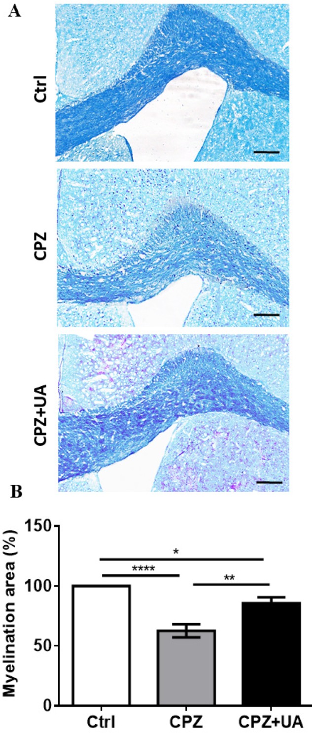 Effect of UA on the myelination intensity in cuprizone (CPZ)-induced demyelination model. Myelination was assessed at week 6 post CPZ. (A) Luxol Fast Blue (LFB) staining shows demyelination in corpus callosum (CC) of CPZ- fed mice and myelin preservation in the UA treated animals