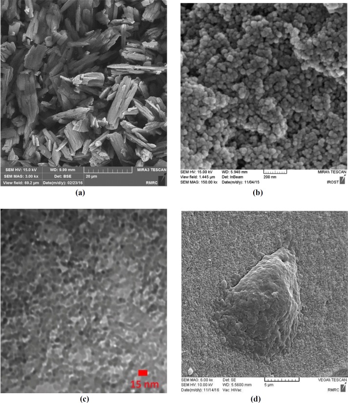 (a) FE-SEM image of pure Ketoprofen; (b) FE-SEM image of silica aerogel sample; c) TEM image of silica aerogel sample; (d) SEM cell growth morphology of silica aerogel.