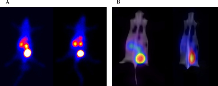 Balb/c mice after injection of 100 µCi 99mTc-HYNIC-LIKKPF. Mice were anesthetized with ketamine HCl. A) Summation of the first 15 min in a dynamic SPECT scan of healthy (left) and liver apoptosis (right). Tracer accumulation in the kidneys, bladder and liver were significant for both mice during the first 15 min after tracer injection. B) SPECT/CT fused image of healthy (left) and liver apoptosis (right) 60 min after injection