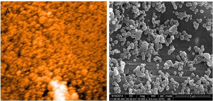 (A) AFM and (B) HR SEM images of casein nanoparticles. Morphology of the particles was observed to be spherical with a diameter of 63 and 97 nm respectively