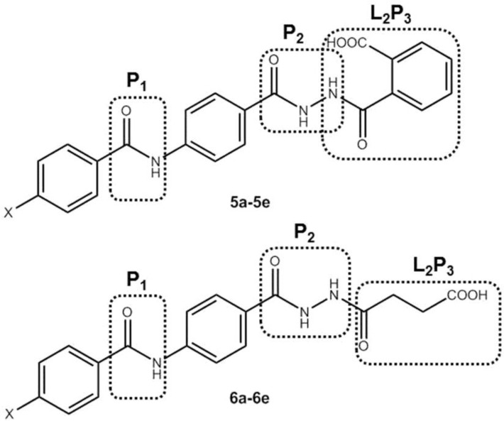 General scaffold of the synthesized analogues