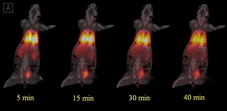 Dynamic PET/CT fused images of 68Ga-MAA in the second rat after 5, 15, 30 and 40 min after injection. The activity was extracted by the kidneys to the bladder