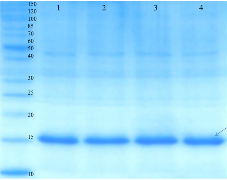 SDS-PAGE analysis of the purified rGM-CSF. Proteins were separated on a 15% SDS-PAGE gel and visualized by Coomassie brilliant blue R250 staining. Lane 1, 2, 3 and 4 corresponds to elutions 1-4, respectively. rGM-CSF (16 kDa) is denoted by arrows