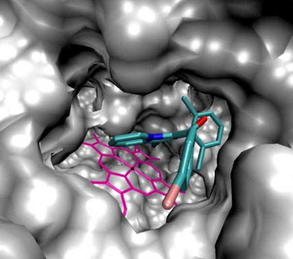 Accomodation of compound 5b in the active site of 14α-demethylase