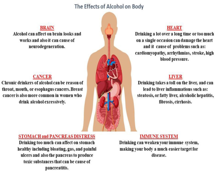 Negative effects of alcohol on body organs