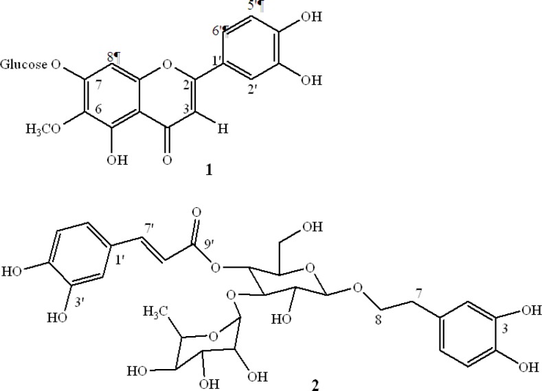 The structure of bioactive compounds isolated from Scrophularia striata: (1) nepitrin, (2) acteoside