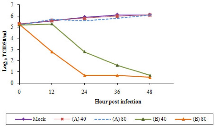 Inhibition of H9N2 influenza virus replication in the presence of different concentrations of Sambucus nigra (EF) extract was determined. The titer of virus in A549 supernatants was assayed by TCID50 in trials (A) and (B) with 40 and 80 μg/mL of EF compared to the virus-infected and EF-untreated cells (mock