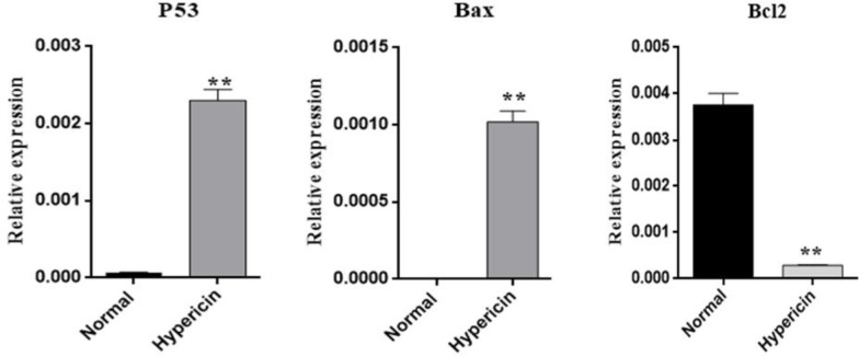 Real-time PCR results for investigating the change in relative expression of proapoptotic Bax and p53 genes and antiapoptotic gene Bcl2, after treatment of AGS cells with IC50 dose of Hypericin for 24 h. Hypericin induced overexpression of p53 (p-value = 0.00451) and Bax genes (p-value = 0.0084) (left and center plots) and downregulated Bcl2 (p-value = 0.0061) mRNA expression level (right plot) (Normal; untreated AGS cells).