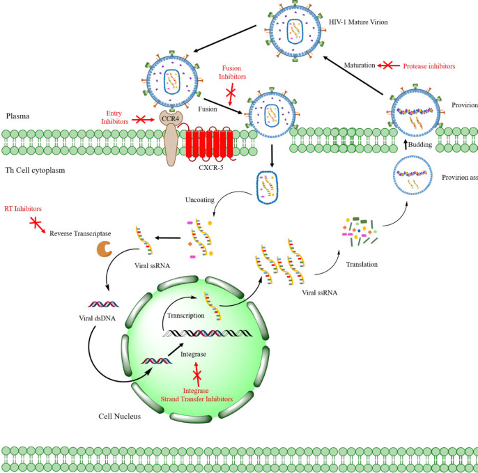 HIV-1 life cycle