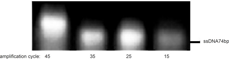 Effect of different amplification cycles on the asymmetric PCR products. Results obtained from 3% agarose gel electrophoresis (position of ssDNA74bp is marked). Asymmetric PCR amplification of ssDNA pool was performed at R:F primer raio of 15:1, annealing temperature of 64 °C and 0.25mM magnesium chloride