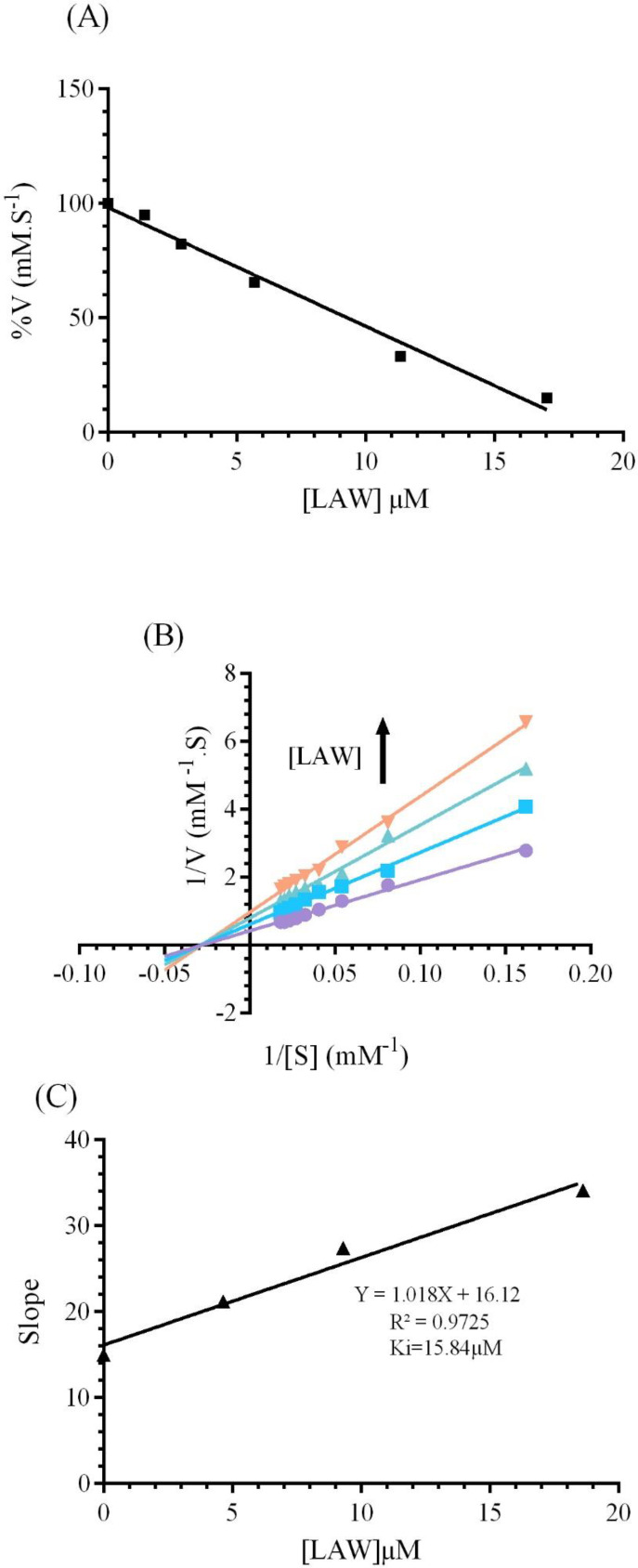 (A) The effect of various concentrations of LAW (0, 1.4, 2.84, 5.68, 11.36 and 17.04 µM) on the activity of BLC (4 nm) in 50 mM phosphate buffer, pH 7 at 298 k. (B) Lineweaver-Burk plot of BLC (4 nm) with and without various concentrations of LAW: 0, 4.6, 9.3, 18.6 µM in 50 mM phosphate buffer, pH 7, 298 k. (C) Secondary plot of BLC activity using the slopes of the primary Lineweaver–Burk plots versus concentrations of LAW