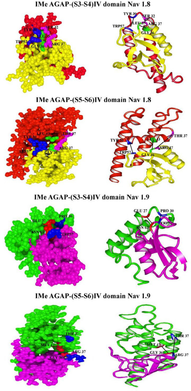 Ribbon and ball models of IMe-AGAP-sodium channels IV domain complexes. Whole backbones of complexes are shown. The amino acid residues involved in interaction between IMe-AGAP - sodium channels IV are indicated