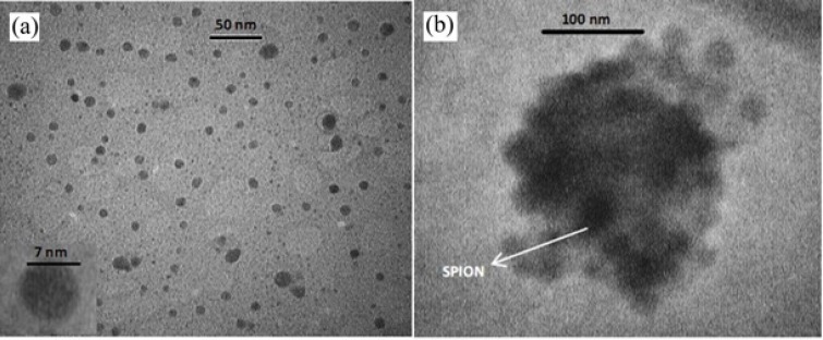 TEM image of SPIO nanoparticles (a), TEM image of SPION-PLGA-Gem nanoparticles (b).The samples were deposited onto a copper grid (300 meshes). The acceleration voltage was set to 100 kV for SPION and 80 kV for SPION-PLGA-Gem nanoparticles
