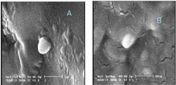 Scanning electron micrograph of freshly prepared plain solid lipid nanoparticle (A) and nanoparticles incorporated into hydrogel (B).