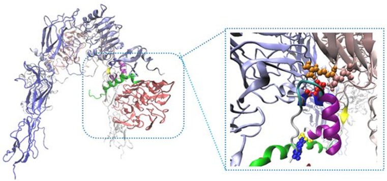 The interaction sites between insulin and IR. Receptor domains are shown in opaque