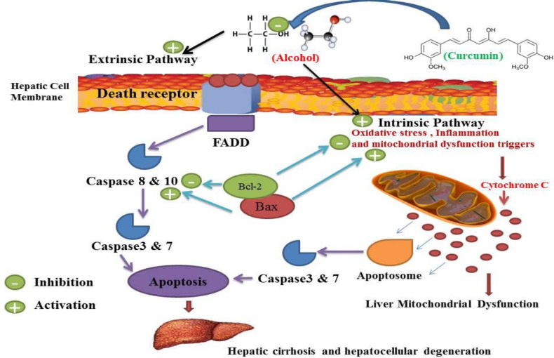 Curcumin may inhibit alcohol-induced apoptosis by inhibiting intestinal and extrinsic apoptosis, which may inhibit alcohol-induced hepatocellular degeneration and cirrhosis. Alcohol in the extrinsic pathway of apoptosis can trigger death receptor and adaptor protein consequences such as activates FADD, leading to activation of caspase 8 and 10 and caspase 3 and 7 which lead to apoptosis occurrences. Alcohol also causes mitochondrial dysfunction (as indicated in Figure 7) and increased production of cytochrome c, which may lead to the activation of the intestinal apoptosis pathway leading to the activation of caspase 3 and 7 and apoptosis. The activation consequences of these two pathways are apoptosis which plays a critical role in hepatocellular degeneration and cirrhosis. Curcumin inhibited the occurrence of these two pathways. Bcl-2 acts as an anti-apoptotic agent and Bax acts as an apoptotic agent and modulates apoptotic mediators and mitochondrial functions