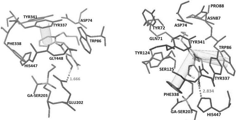 Docked structures of 4C (top) and 5B (Bottom) with Crystal structure of tabun-inhibited AChE (PDB code 2JF0). Hydrogen bonds and pi-pi interactions have been represented