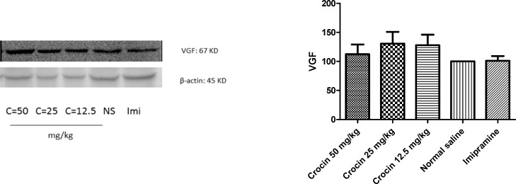 Effect of crocin on protein level of VGF in the rat cerebellum tissue. (A) Representative western blots showing specific bands for VGF and β-actin as an internal control. Equal amounts of protein sample (50 µg) obtained from cerebellum homogenate were applied in each lane. These bands are representative of four separate experiments. (B) Densitometric data of protein analysis. Data are expressed as the mean ± SEM