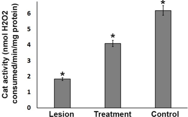 Catalase antioxidant enzyme activity in the ipsilateral substantia nigra (SN) from three experimental groups. In the SN, the CAT activity level in the lesion group was significantly lower than that in the treatment and control groups. However, 3% trehalose in the treatment group inhibited further reduction in CAT as compared to the lesion group, (*P < 0.05)