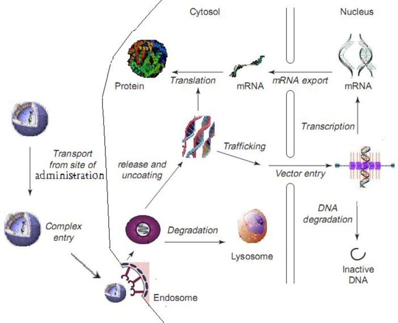 Possible pathways and barriers of liposomal gene delivery at cellular and subcellular levels