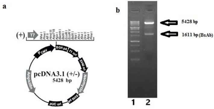 Confirmation of pcDNA 3.1 (+); a) annotated presentation of pcDNA3.1 (+); b) Gel electrophoresis on agarose 1%, lane 1: 1Kb DNA ladder (Fermentas), lane 2: digested pcDNA3.1 (+) plasmid