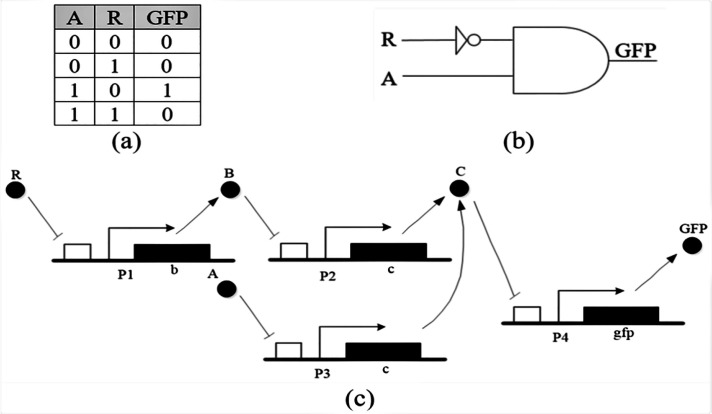 (a) Truth table of A AND NOT(R) circuit, (b) Schematic symbol, (c) Genetic circuit of A AND NOT(R)