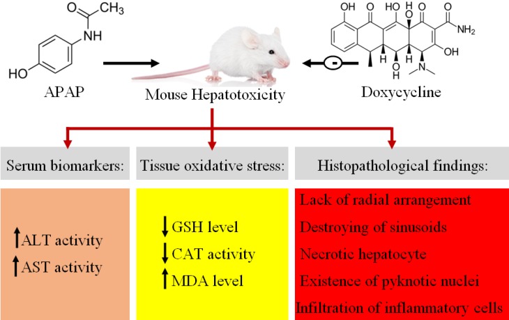 Graphical abstract regarding protective effects of doxycycline on acute APAP induced liver toxicity in mice