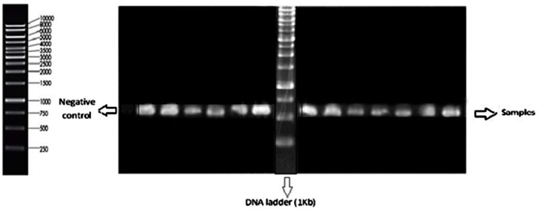The gel electrophoresis results of polymerase chain reaction (PCR) products of Lactobacillus strains on 1% agarose gel