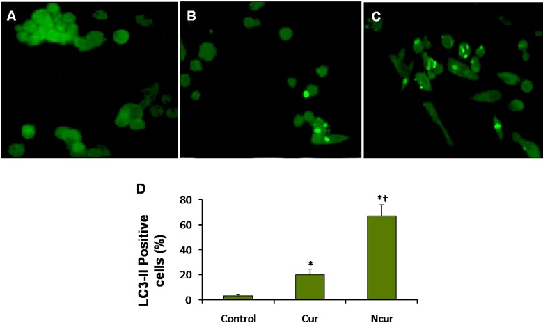 Immunoflorecent microscopy of PC3 cells staining in control and experimental groups. Autophagosomes have light green staining. (A) Control group, (B) Cur group, (C) NCur group. Magnifications: ×400. (D) percentage of LC3-II positive cells. All assays were performed in triplicate, and the mean ± standard deviations are shown. *p < 0.001, †p < 0.001; * and † symbols respectively indicate comparison to control and Cur groups