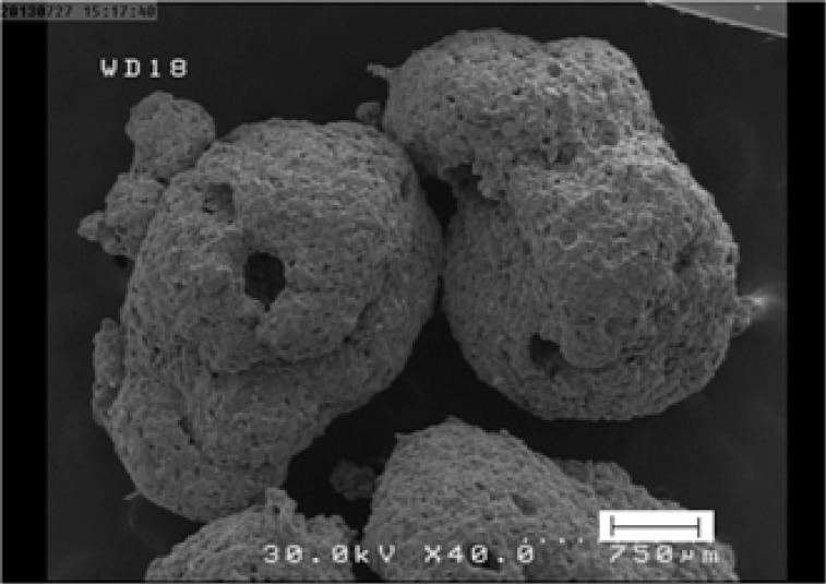 SEM micrograph of selected microparticles (F6).